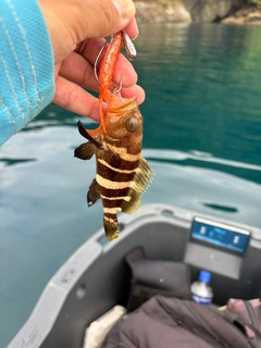 アオハタの釣果