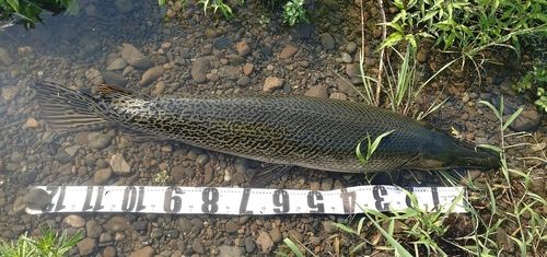 アリゲーターガーの釣果