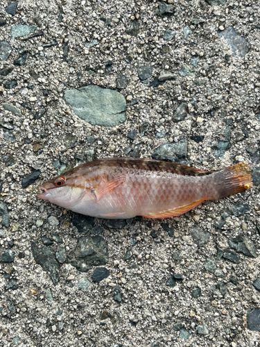 アカササノハベラの釣果