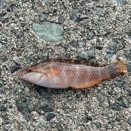 アカササノハベラ