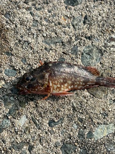 アカメバルの釣果