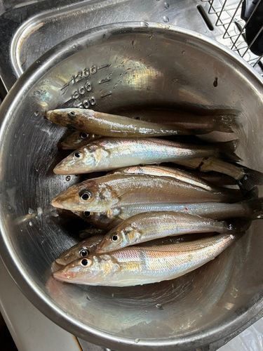 キスの釣果