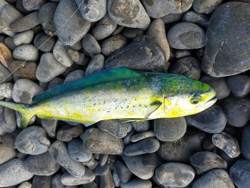 シイラの釣果
