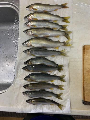 アユの釣果