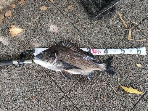 チヌの釣果