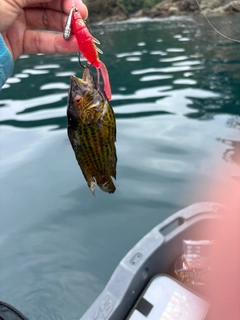 オハグロベラの釣果