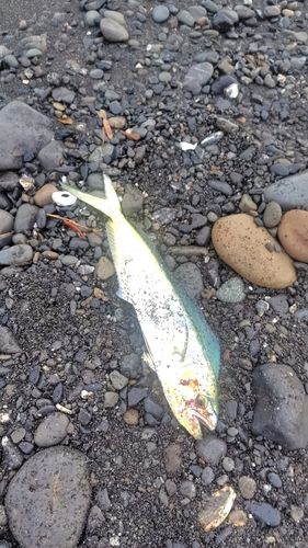 シイラの釣果