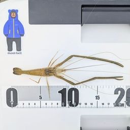 テナガエビ