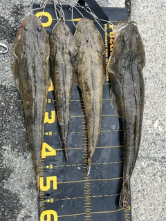 マゴチの釣果