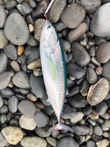 マルソウダの釣果