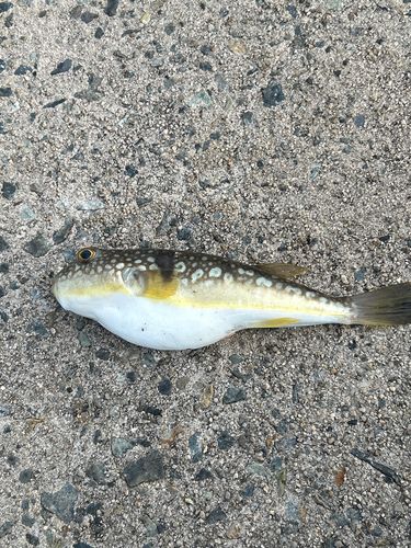 クサフグの釣果