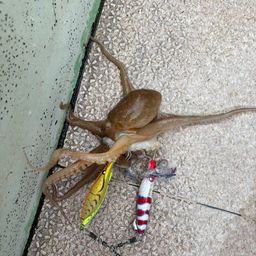 マダコ