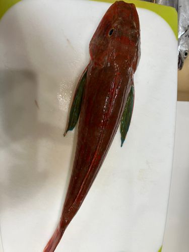ホウボウの釣果