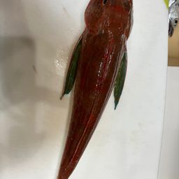 ホウボウ