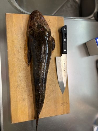 マゴチの釣果