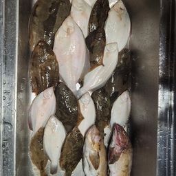 カレイ