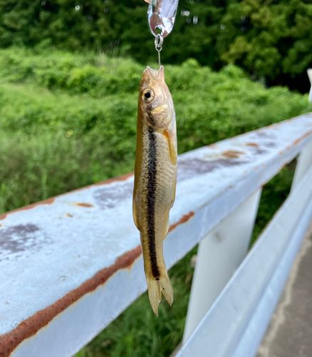 アブラハヤの釣果