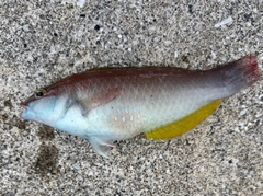 ベラの釣果