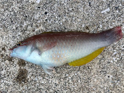 ベラの釣果