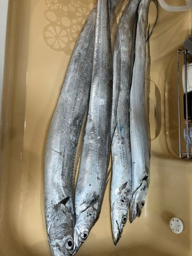 タチウオの釣果