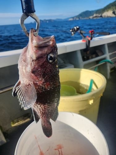 マゾイの釣果