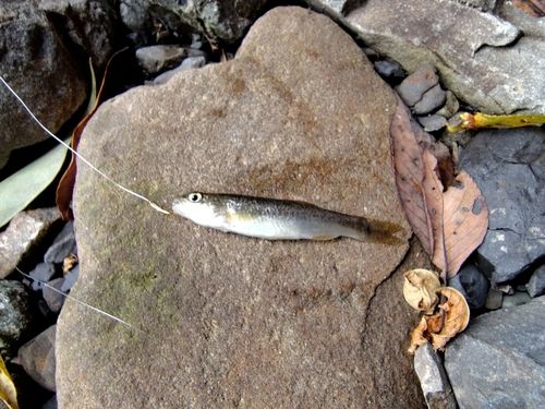 アブラハヤの釣果