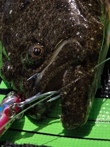 ヒラメの釣果