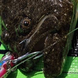 ヒラメ