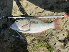 マトフエフキの釣果