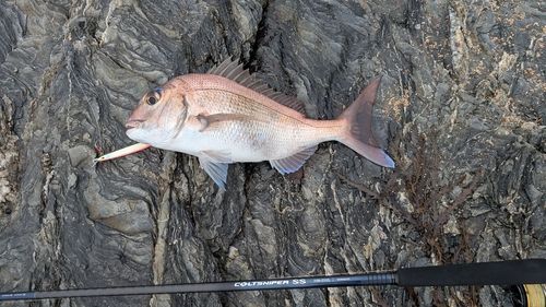 タイの釣果