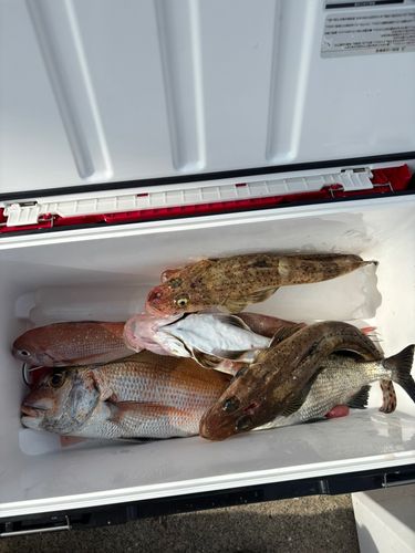 マダイの釣果