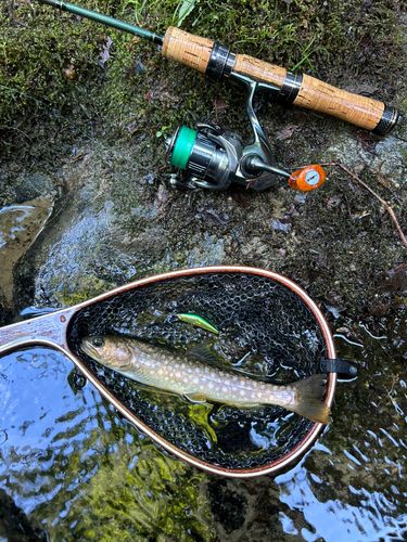 イワナの釣果