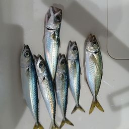 アジ