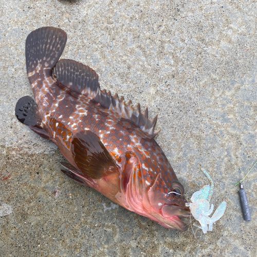 アコウの釣果
