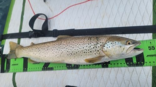 ブラウントラウトの釣果
