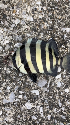 イシダイの釣果
