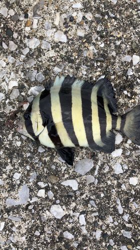 イシダイの釣果
