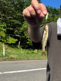 アブラハヤの釣果