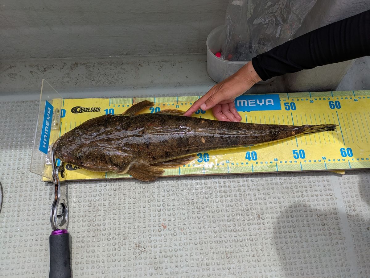 アナリストあおいちゃんさんの釣果 1枚目の画像