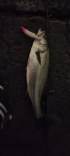 フッコ（マルスズキ）の釣果