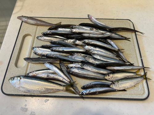 カタクチイワシの釣果