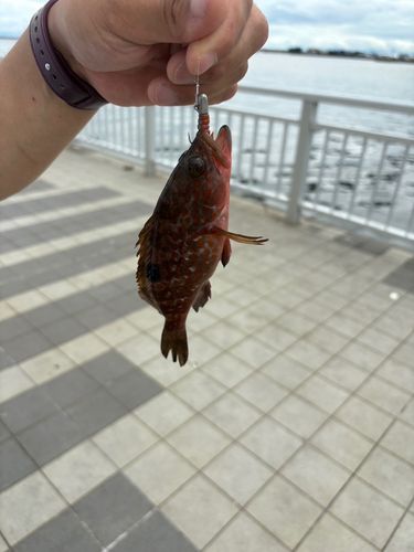 キジハタ