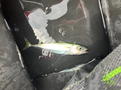 マイワシの釣果