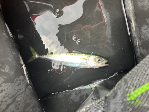 マイワシの釣果