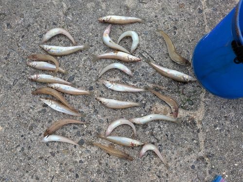 キスの釣果