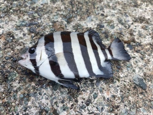 イシダイの釣果