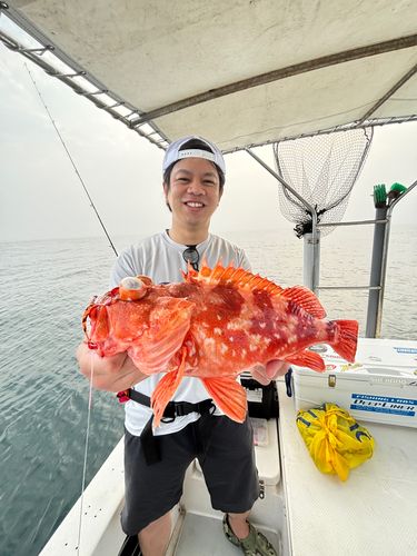 ウッカリカサゴの釣果