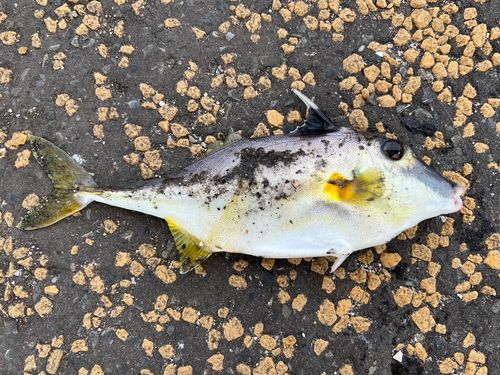 ギマの釣果