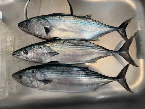 ハガツオの釣果