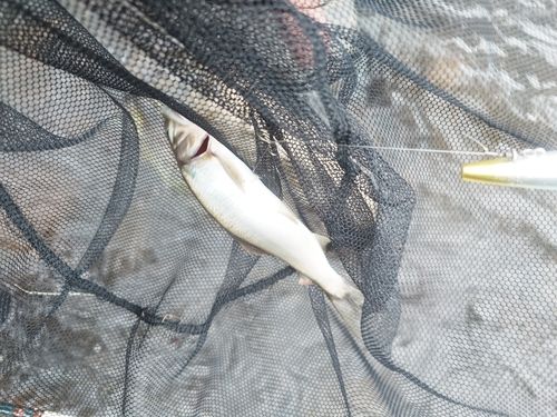 アユの釣果